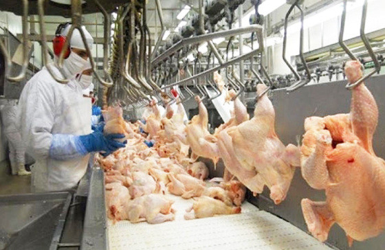 Atualmente, a exportao de carne de aves ocupa a stima colocao no ranking nacional.