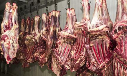 As exportaes de carne bovina recuaram 25,59% em abril de 2023 ante a maro, em MT