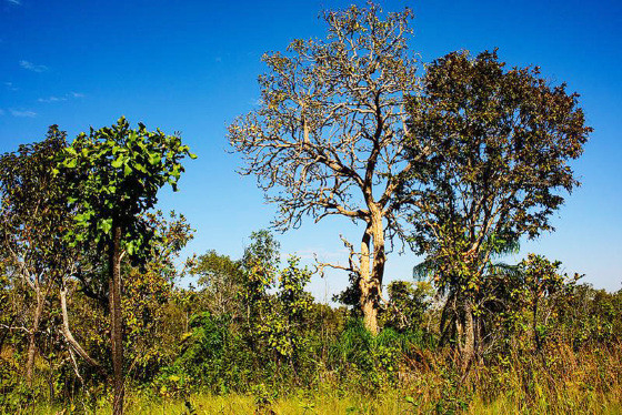 Em Mato Grosso, o bioma Cerrado representa 40% do territrio estadual.