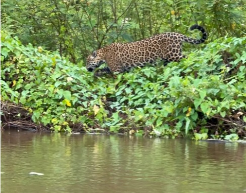 O parque é conhecido por ser um dos lugares com maior densidade de onças-pintadas no Pantanal mato-grossense