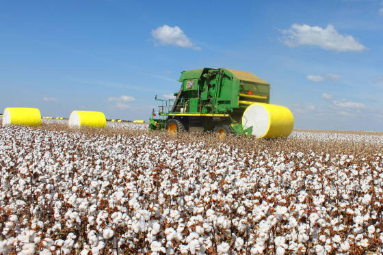Soja, algodão, milho e bovinocultura são as quatro grandes atividades agropecuárias que permitem avaliar o VBP de Mato Grosso