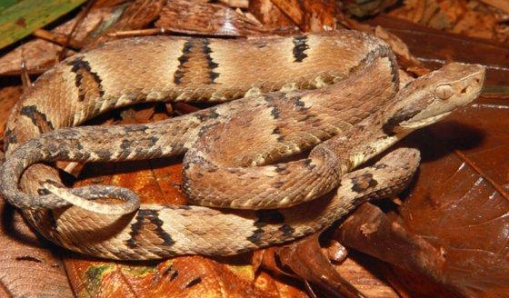 Conforme informaes do Ministrio da Sade, as cobras jararacas se abrigam em locais quentes, escuros e midos