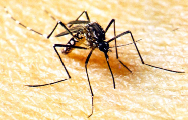 As duas doenas so causadas por arbovrus, como o mosquito da dengue, que as identificam e que potencialmente podem emergir e provocar surtos.