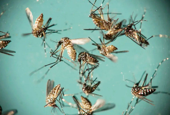 O vrus, transmitido pela picada do Aedes, tem quatro sorotipos, denominados Denv-1, Denv-2, Denv-3 e Denv-4, diferenciados por variaes genticas