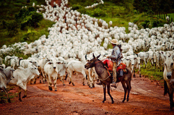 O Estado de Mato Grosso tem o maior rebanho de bovinos do Pas