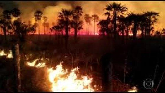 Para pesquisadores, a ao humana  o principal vetor das queimadas, que podem se transformar em uma das maiores crises j vistas no Pantanal