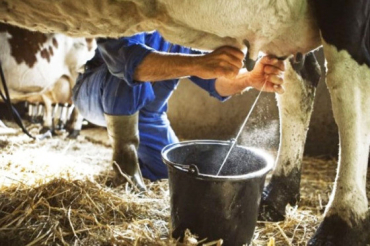Setor no se destaca apenas pela produo de leite, mas tambm pelo impacto econmico e social que gera nas comunidades rurais
