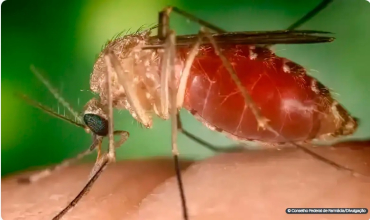 Aa febre oropouche  uma arbovirose transmitida pela picada do mosquito Culicoides paraenses, conhecido como maruim ou mosquito-plvora