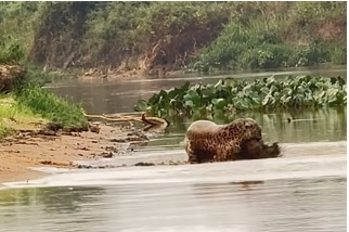 Momento em que a ona ataca a capivara dentro do rio