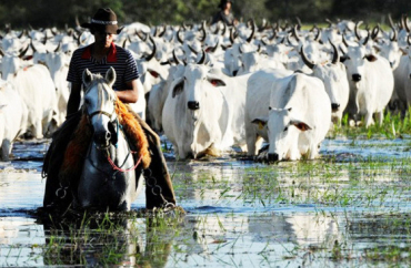 O entendimento  de que a regra  um retrocesso ambiental, uma vez que flexibiliza regras de proteo ambiental, permitindo a criao de gado em reas de preservao permanente