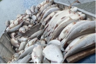 Peixes encontrados por um morador da regio, boiando no rio