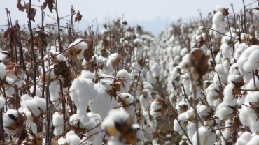 Algodo ajudou na conquista de novos mercados no exterior para MT