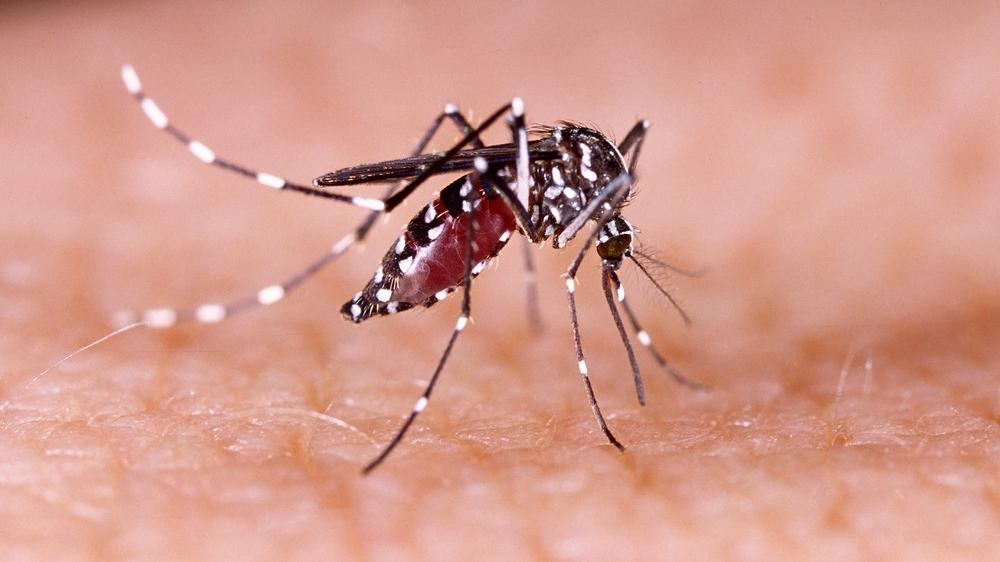 Mosquito causador da chikungunya, o Aedes aegypti