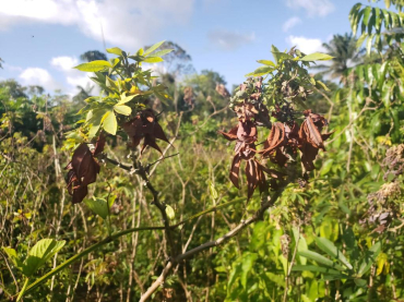 Plantas atingidas pelo Ceratobasidium theobromae apresenta ramos secos e deformados, nanismo e prolifera��o de brotos fracos e finos nos caules - Foto por: Coordenadoria de Defesa Sanit�ria Vegetal