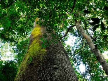 Banhado pelo Rio Cristalino, parque estadual no norte de Mato Grosso  um dos principais redutos protegidos de biodiversidade da Amaznia.  Foto: Marcos Vergueiro / Secom-MT