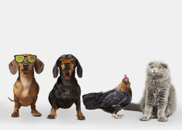 O mercado pet brasileiro faturou R$ 75,4 bilhes em 2024, aumento de 9,6% em relao a 2023, conforme dados da Abinpet