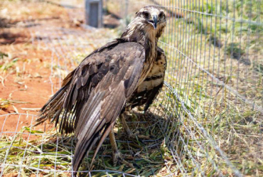 A espcie Urubitinga coronata, conhecida popularmente como guia-cinzenta,  uma ave grande, sendo que o adulto pode chegar 85 centmetros e pesar at 3,5 kg