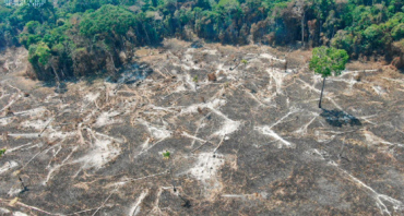 No territrio mato-grossense, foram 36 km de floresta destrudos em agosto deste ano, contra 47 km atingidos nos mesmos 31 dias do ano passado