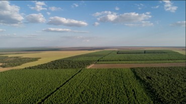 Floresta de eucalipto, principal esp�cie usada no reflorestamento em Mato Grosso. 