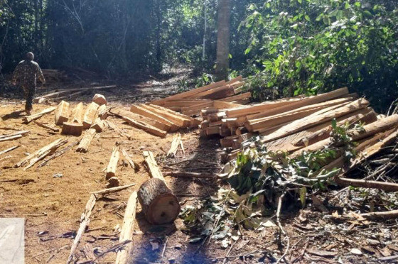 Mato Grosso volta a compor entre os estados que mais sofrem com o desmatamento na Amaznia