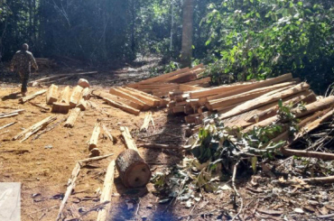 Mato Grosso volta a compor entre os estados que mais sofrem com o desmatamento na Amaznia