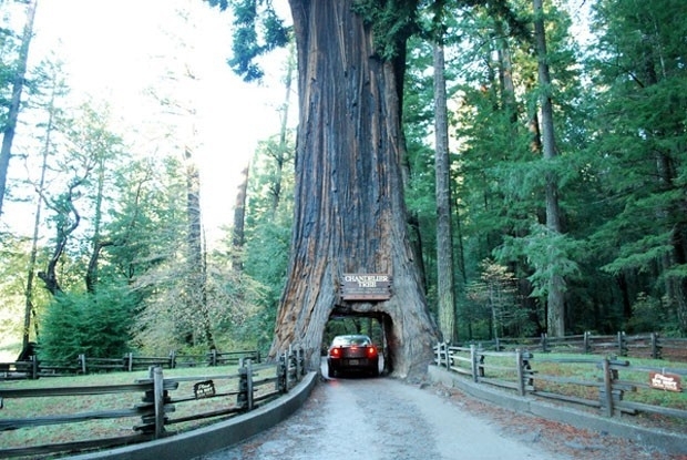 Sequoia-Reconhecidas pelo grande porte e longevidade, as sequoias podem passar dos 100 m de altura e viver por milnios.