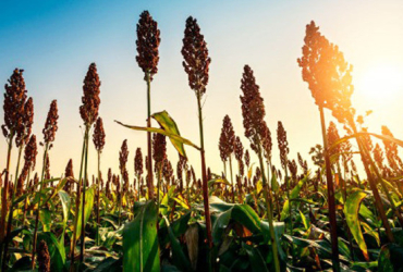 MT habilita 8 unidades para exporta��o de etanol de milho e sorgo � China � Foto: �rico Andrade/g1