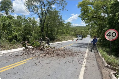 Corpo de Bombeiros registrou 633 ocorrncias de queda de rvores