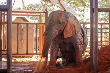 Elefanta Kenya na chegada ao santu�rio em Mato Grosso, em julho; ela faleceu na �ltima ter�a (16)