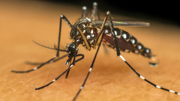 O v�rus, transmitido pela picada do Aedes, tem quatro sorotipos, denominados Denv-1, Denv-2, Denv-3 e Denv-4, diferenciados por varia��es gen�ticas