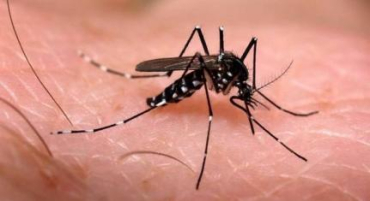 Mosquito causador da dengue, o Aedes aegypti