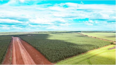 Floresta de eucalipto em Jaciara-MT