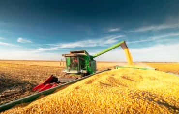 Estudo diz que o desempenho reflete o avanço da colheita e a maior disponibilidade do cereal no mercado