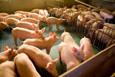 Em 2026, a produção estadual de suínos cresceu 17,1% em relação a 2025, consolidando MT como o sexto maior produtor do país