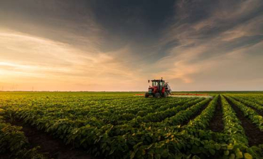 Produtores avaliam lavoura de soja em Mato Grosso; com menor participa��o das fontes federais no custeio, cresce o peso das linhas privadas e dos recursos pr�prios no financiamento da safra