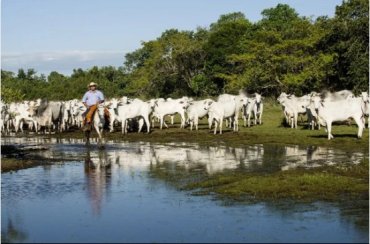 Estado abateu 1,81 milh�o de cabe�as no segundo trimestre