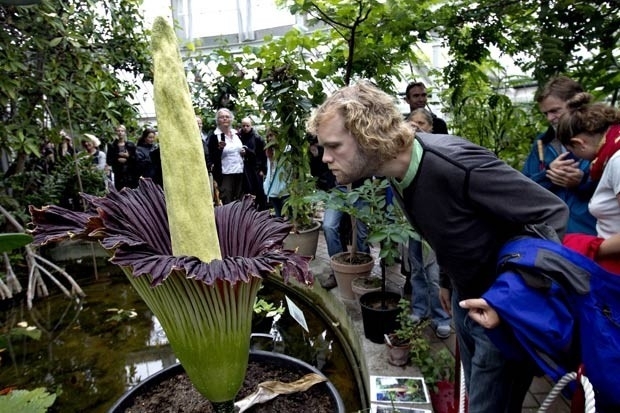 Flor-cadver atraiu dezenas de visitantes no jardim botnico de Copenhague.