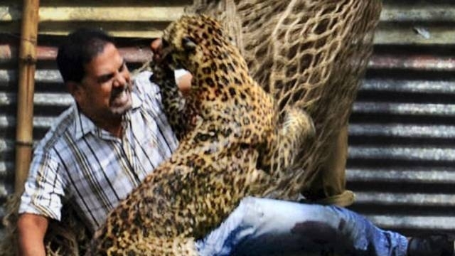 Leopardo ataca homem na ndia