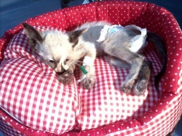 O gato passou por uma cirurgia de emergncia e faz tratamento contra uma infeco intestina