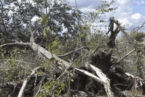 Alta Floresta figurou por anos na lista dos maiores desmatadores.