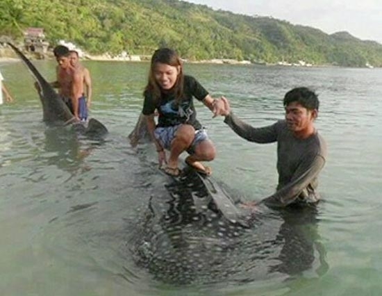 Foto recm-divulgada mostra uma menina montada em um tubaro-baleia e vem causando indignao nas Filipinas