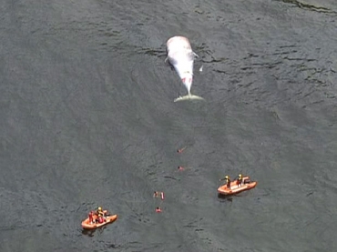 Baleia  achada morta no Rio