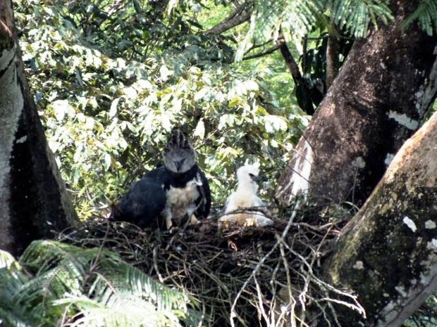 Harpia  flagrada com filhote em rvore de reserva ambiental