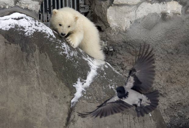 Filhote de urso polar foi flagrado testando seu poder de caa no zoo de Moscou.