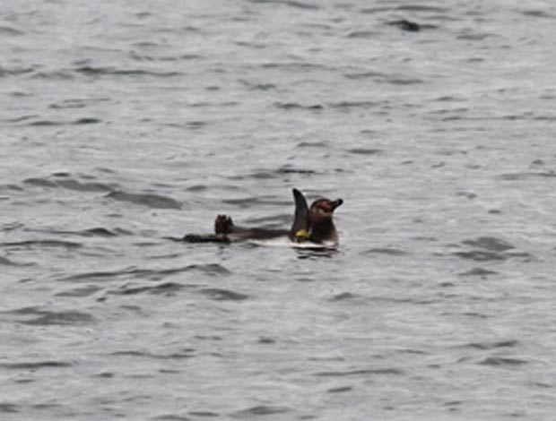 Pinguim foi flagrado nadando em um rio perto do parque aqutico 
