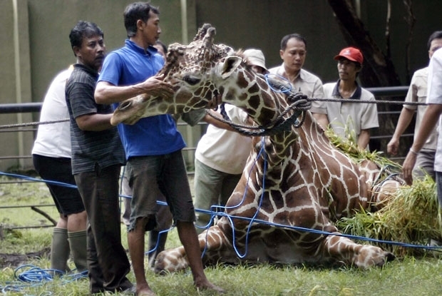 Tratadores cuidam da girafa na quinta-feira (1), um dia antes de ela morrer no zoolgico de Surabaya.