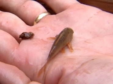 Peixe foi encontrado por moradores dentro de casa alagada.