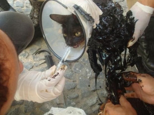 O veterinrio que socorreu o gato acredita que ele tenha cado em uma armadilha feita para maltratar