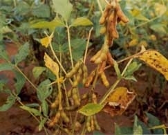 Pelo quinto ano consecutivo, entidade monitora a incidncia do fungo causador da doena nas lavouras de Mato Grosso