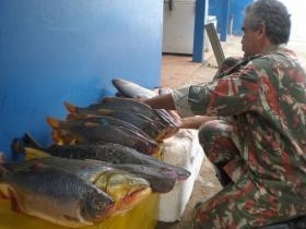Peixes foram apreendidos durante fiscalizao em Coxim